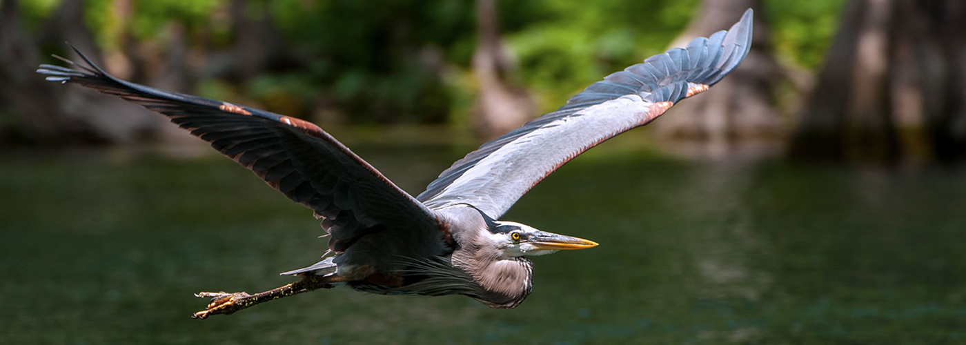 FAQ at Silver Springs State Park