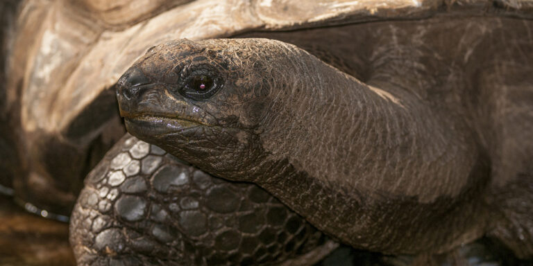 Gopher-tortoise Wildlife at Silver Spring