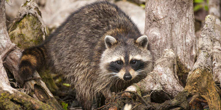 Racoon Wildlife at Silver Spring
