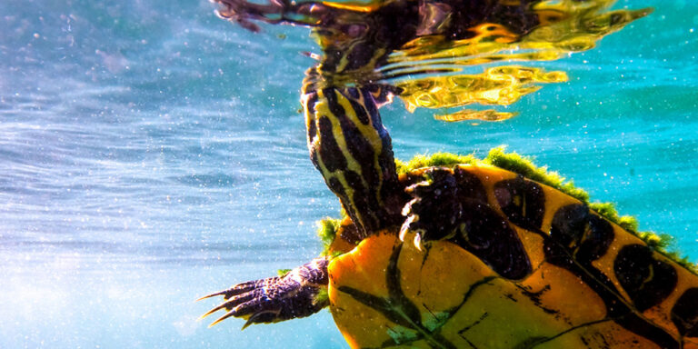 Water Turtle Wildlife at Silver Spring