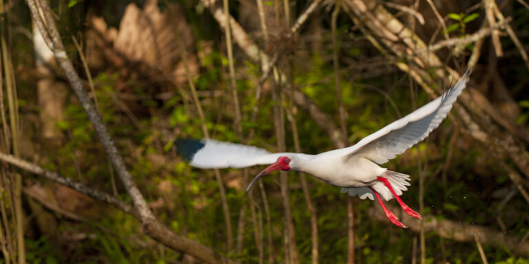 White-ibis Wildlife at Silver Spring